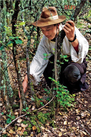 林芝松茸美食自駕游攻略