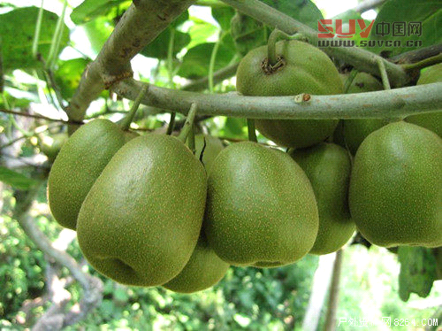 戶外課堂：驢友們一定要認識的六種救命稻草