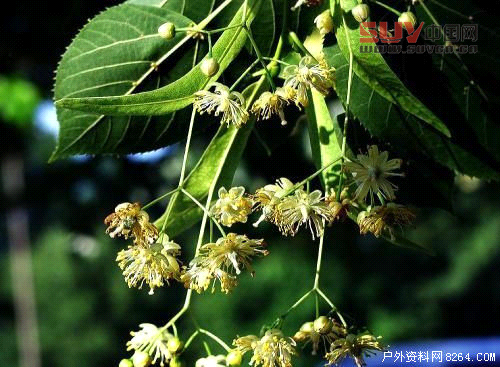 戶外課堂：驢友們一定要認識的六種救命稻草